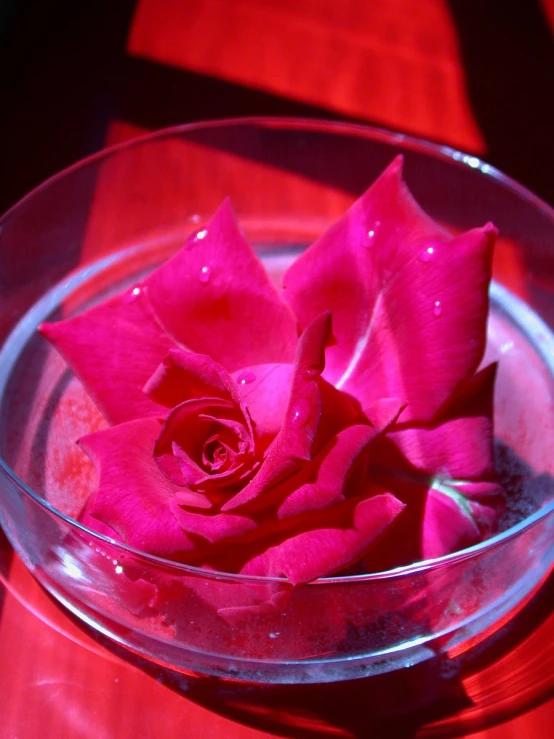 rose in glass bowl with red mat to be used for dinner table