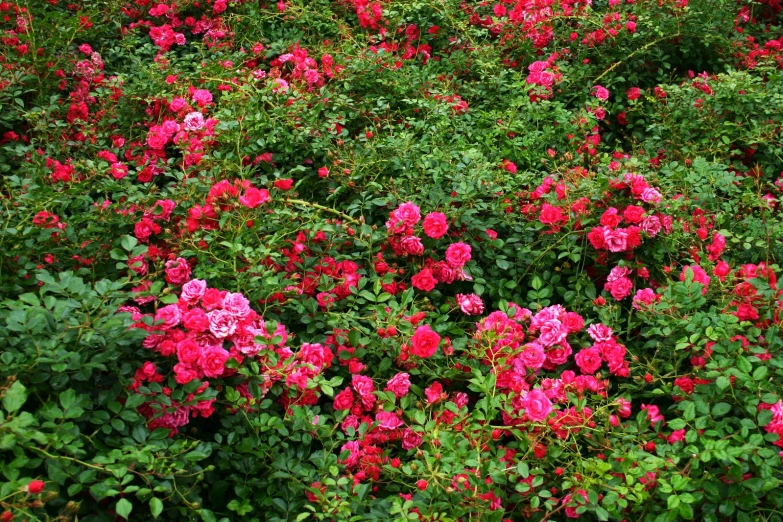 a bush full of pink flowers covered in green leaves