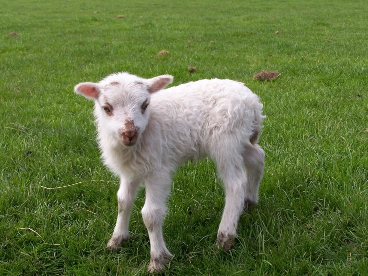 a sheep with long hair standing in some grass