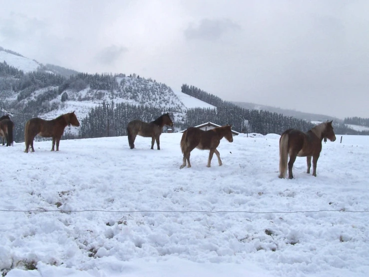 horses stand in the snow with a mountain in the background