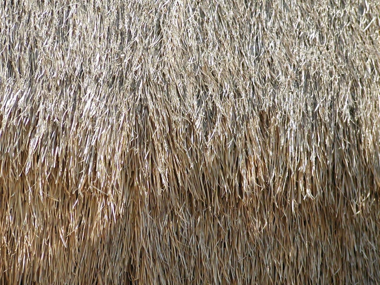 a close up po of the brown hair on a cow