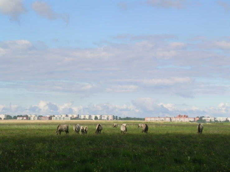 four zes in grassy field with buildings in the background