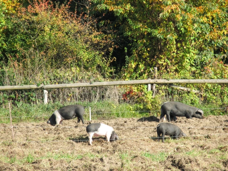 three pigs eating some hay while in their pen