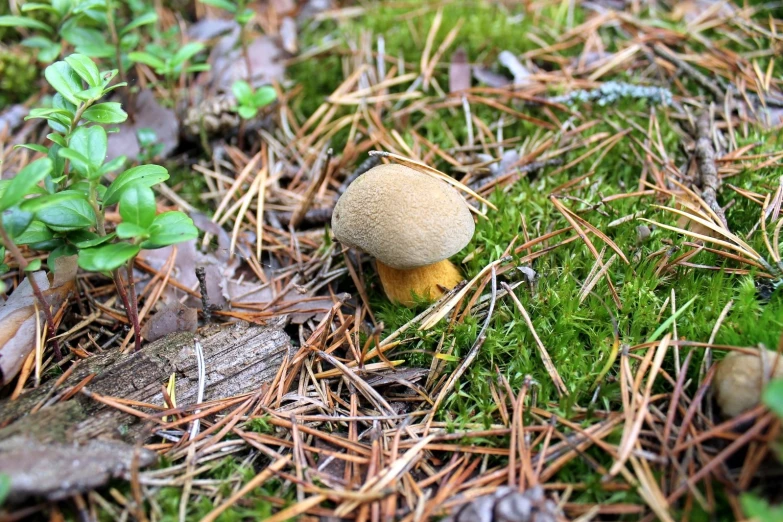 a mushroom sits on the ground by a bush