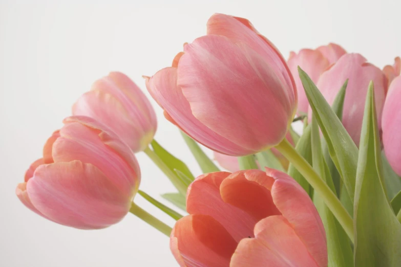 some pink tulips are in a vase with water