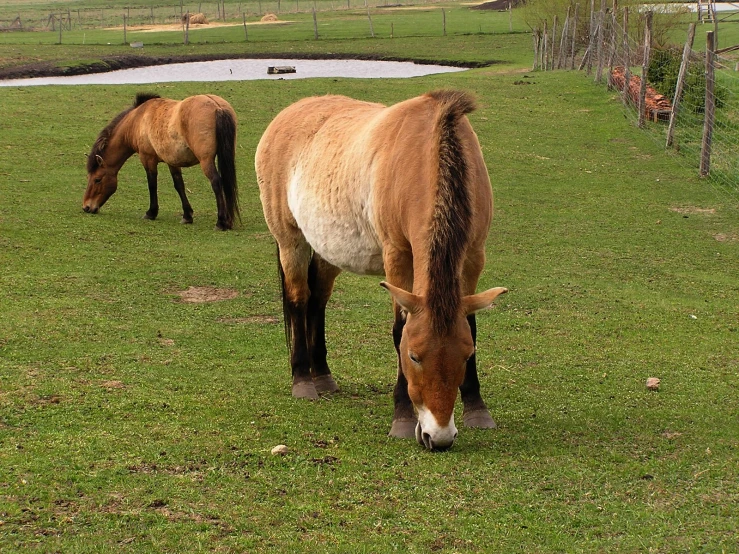 two horses are grazing on green grass next to a pond