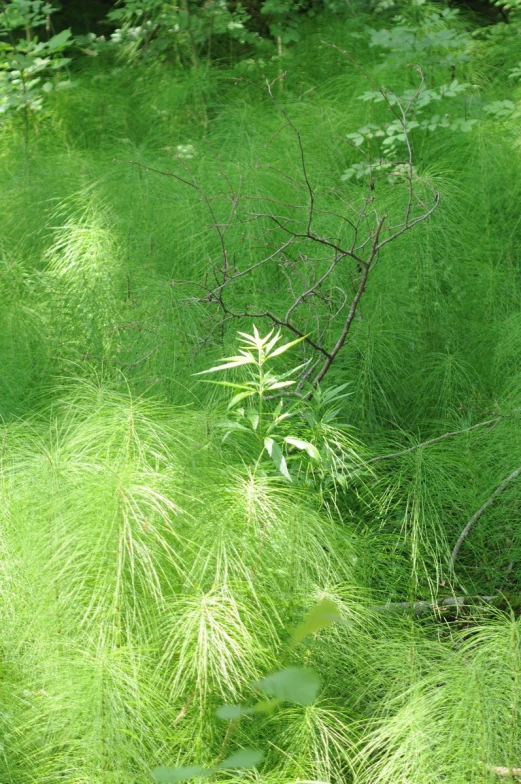 a fire hydrant in the middle of green vegetation