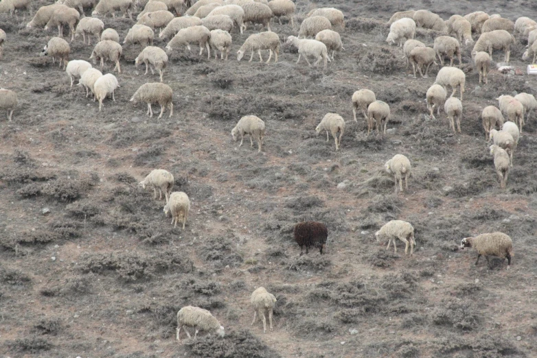 a herd of sheep walking across a barren field