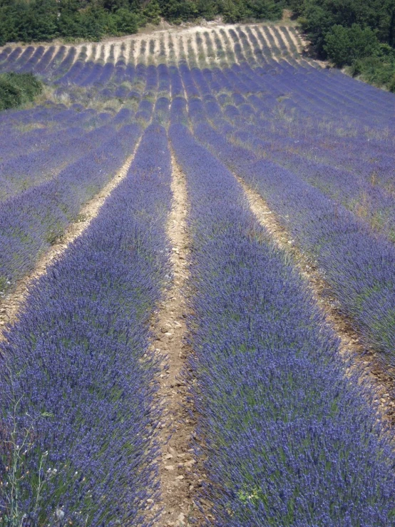 a field filled with purple flowers next to forest