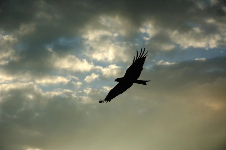 a bird flying through a cloudy sky