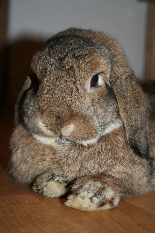 an old stuffed rabbit sits on the floor in the room