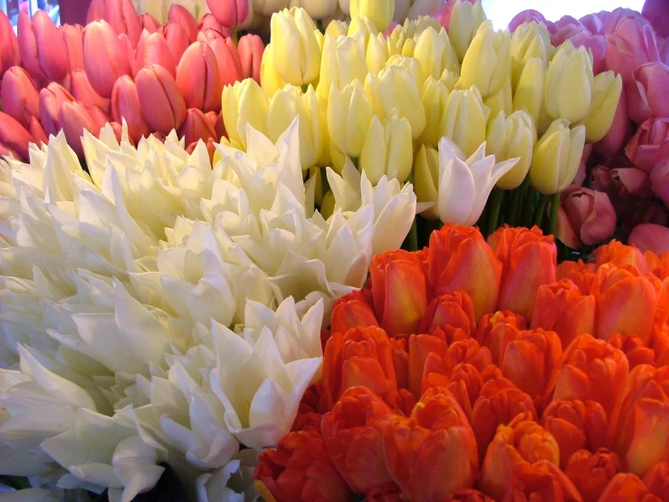 colorful tulips are arranged in rows in different colors