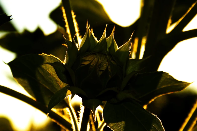 a large leafy plant with green leaves