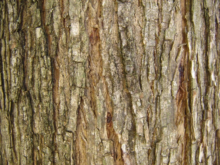 a texture of brown and tan bark or wood with little bumps