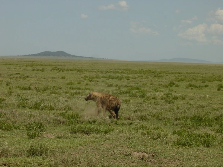 a cow running in the grass with a hill in the distance