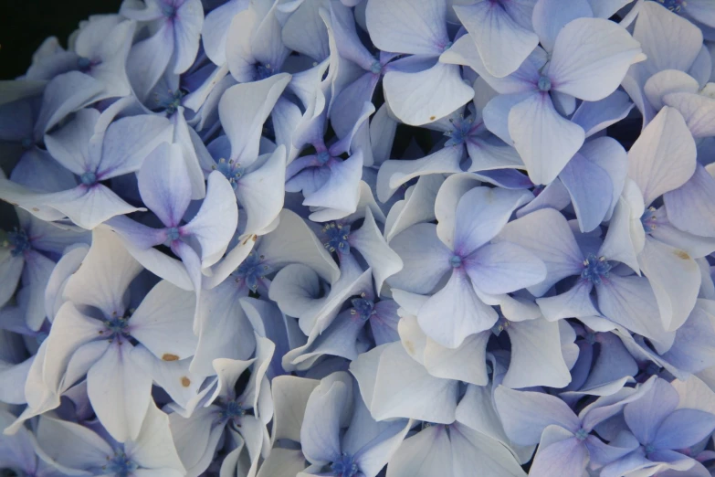 closeup of an almost white and light blue hydrangea