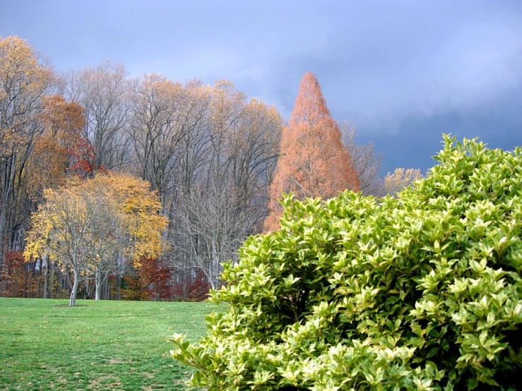 the green shrub is in front of trees with yellow and red leaves