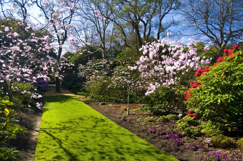 there is a grassy path surrounded by flowers