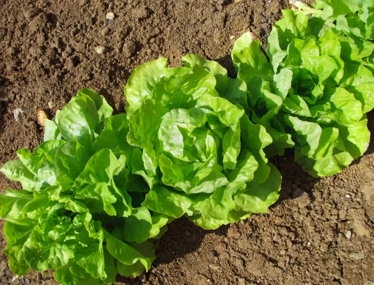 two leafy green plants in dirt near each other