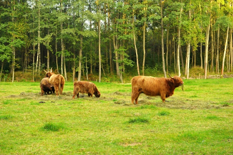 four brown cows grazing on grass in the woods