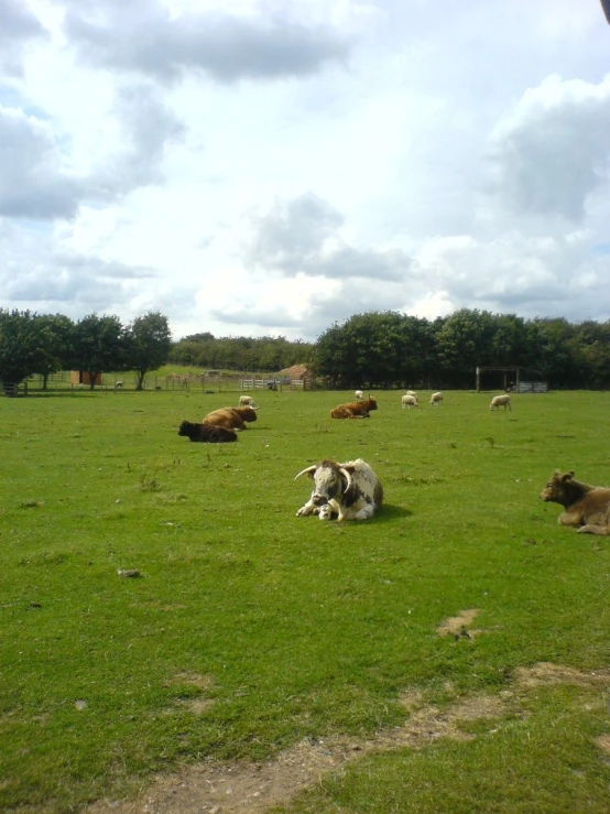 cows and cattle laying down in the grass