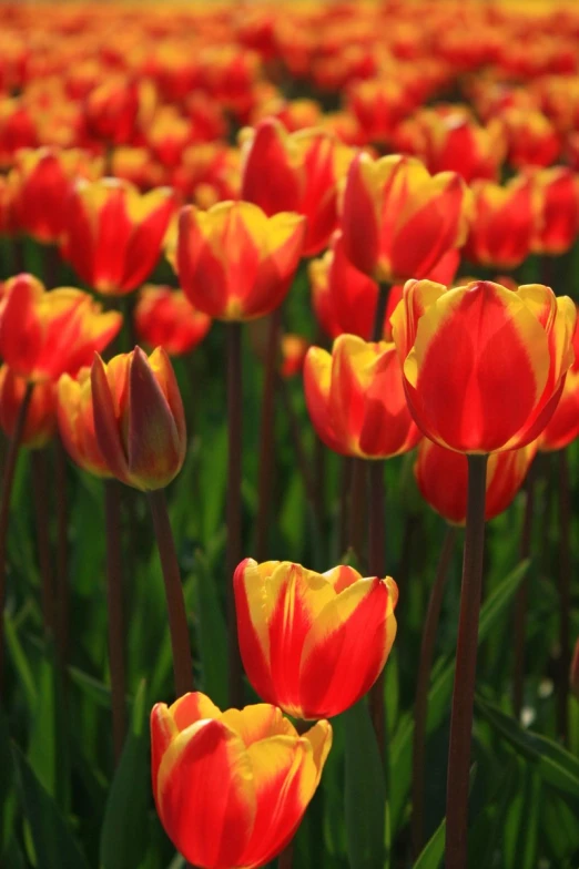 many red and yellow flowers that are growing