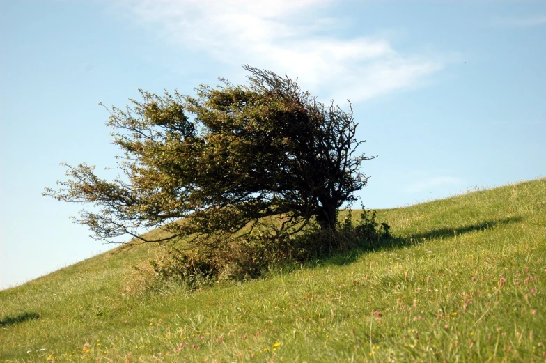 an image of a tree growing on a hill