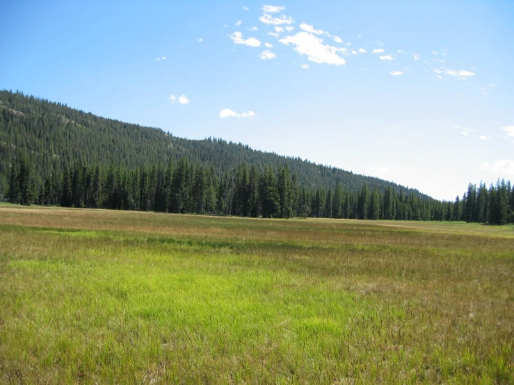 a large field that is next to a forest