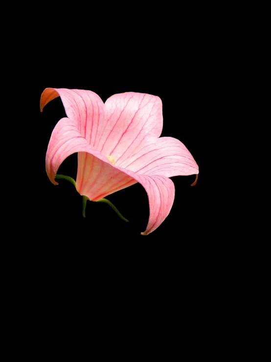 a pink flower against a dark background in a studio environment