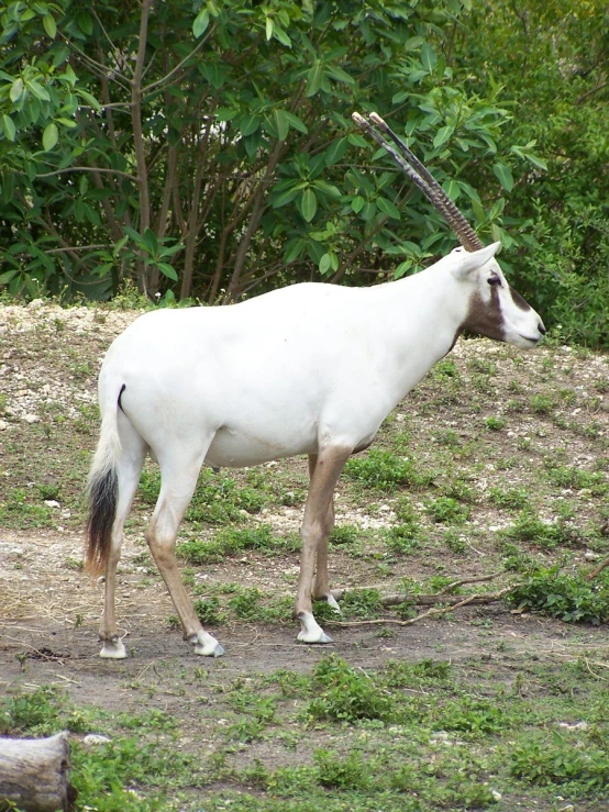 the white, horned animal stands alone among lush green trees