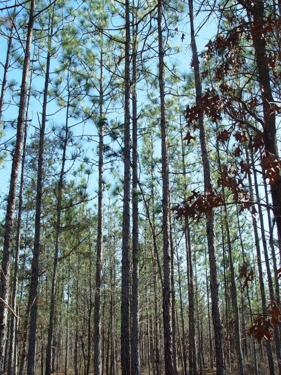 a forested area has pine trees with a trail winding along it