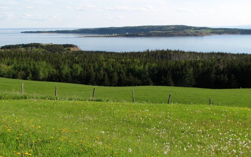 a meadow and tree line with the sea in the background