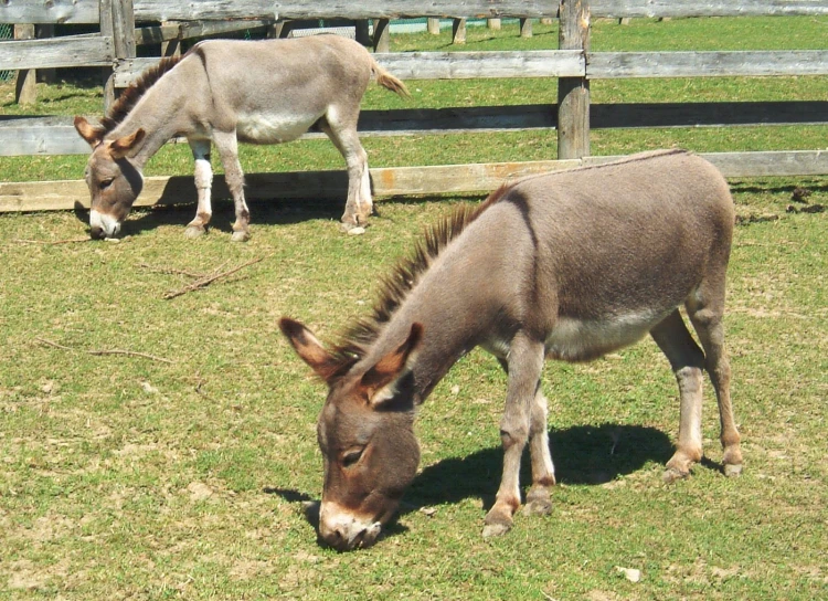 two donkeys graze while laying on the grass