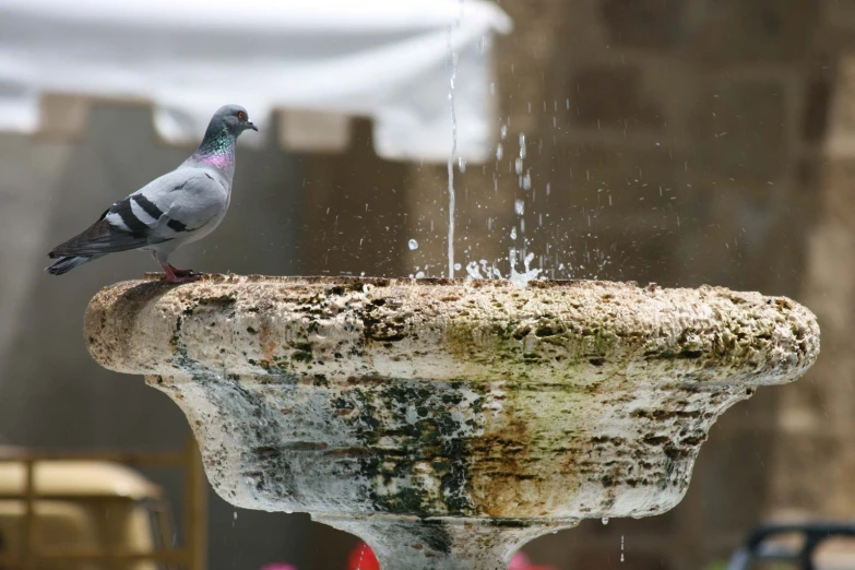 a bird sitting on the side of an outdoor fountain