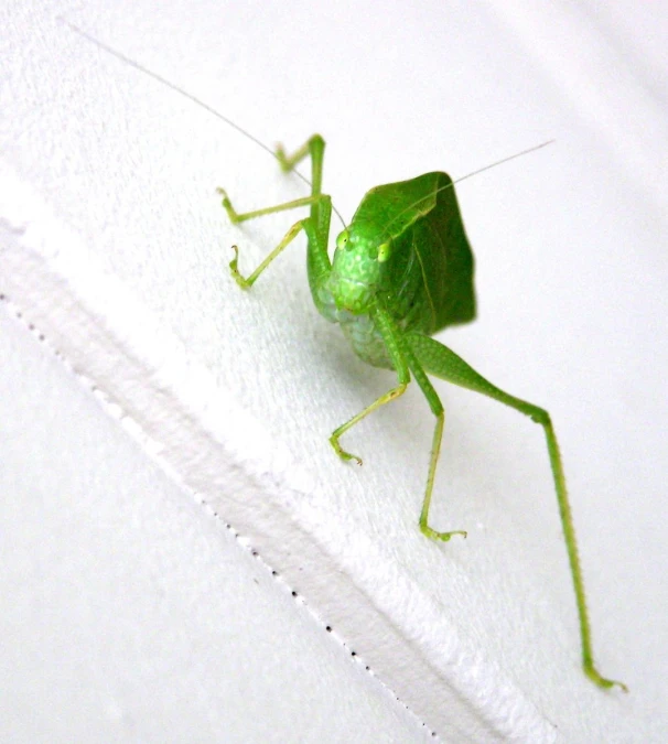 a close up view of a green insect