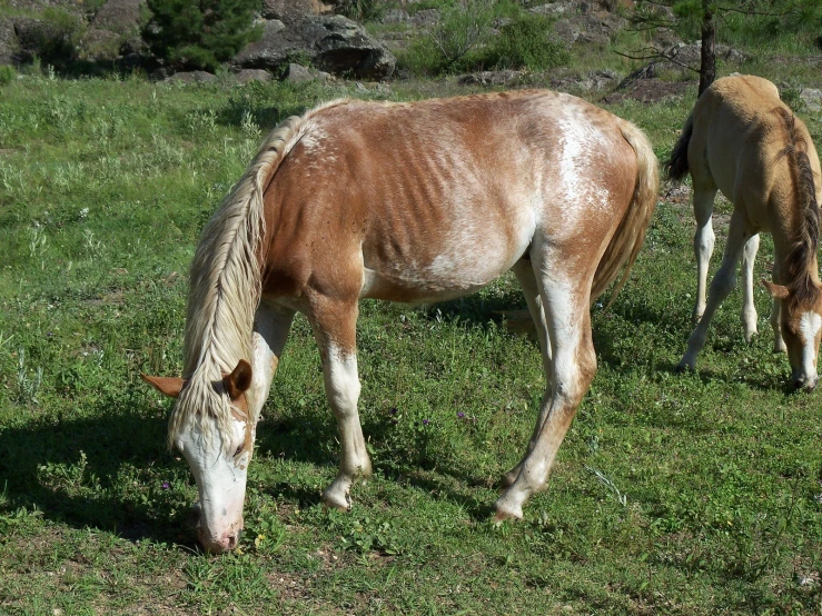 a brown horse grazing on lush green grass