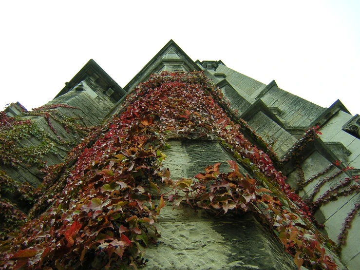 colorful ivy covered wall of building with a sky background