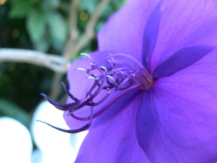 a close up of a purple flower with a lot of buds