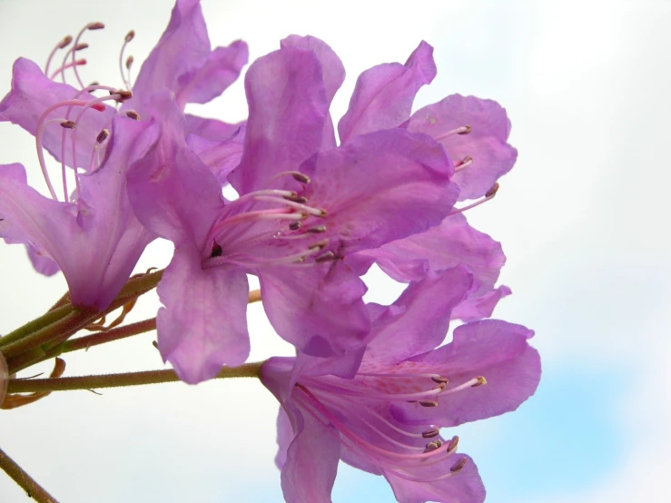 pink flowers are blooming near each other in the sun