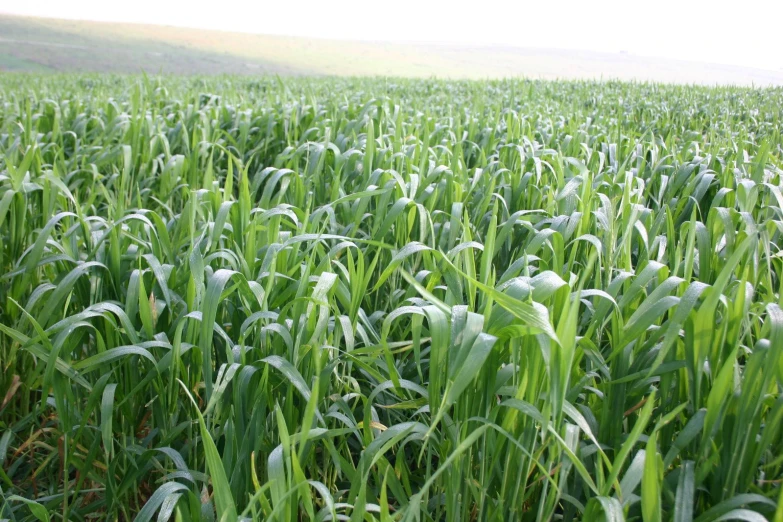 green grass in an open field with drops of dew