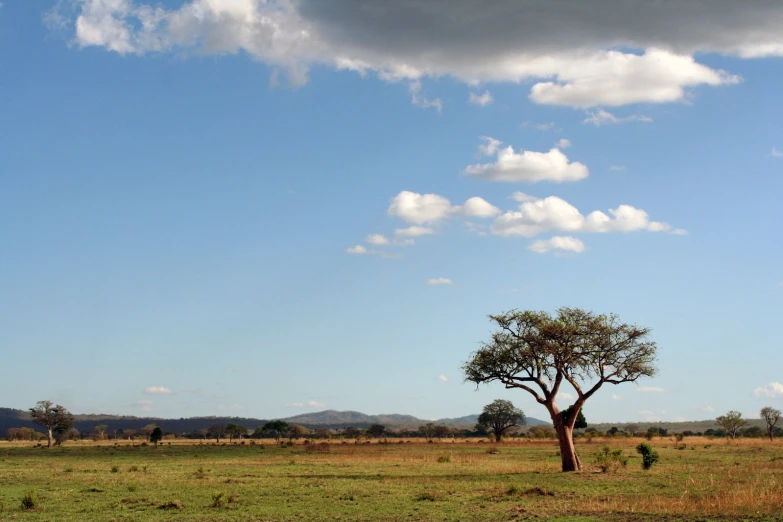 a green field with a tree and a few bushes in the background