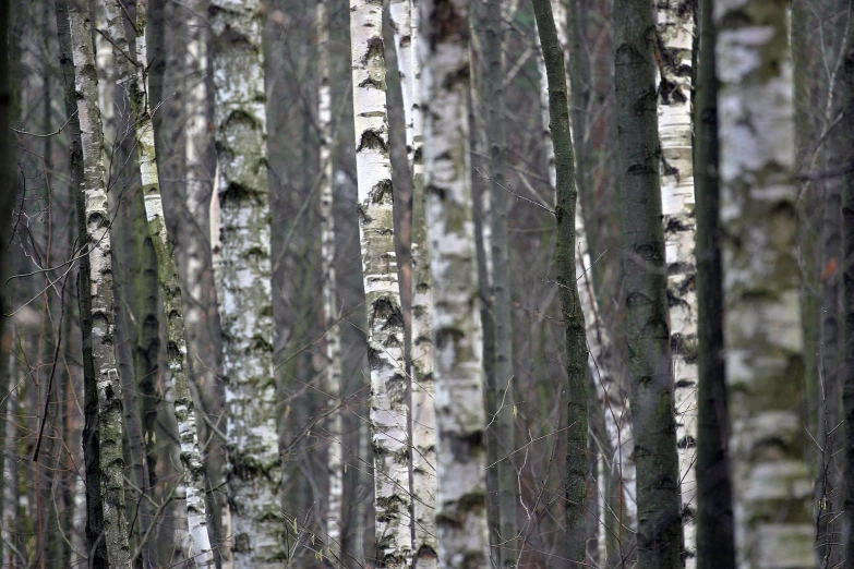 some trees and a group of birds are in the woods