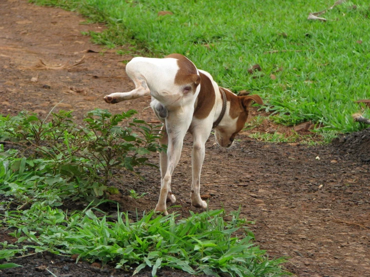 small brown and white dog standing in grass