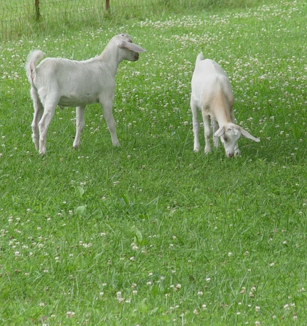 two small sheep standing in a field of grass