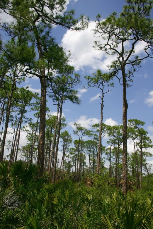 tall trees are on the land with blue sky