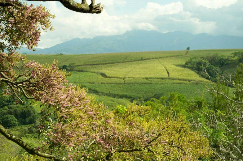 a field on the edge of a large hill