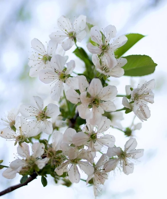 a cluster of white flowers growing on top of a tree