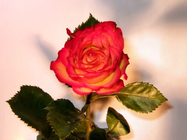 the pink rose is on display and ready to be given