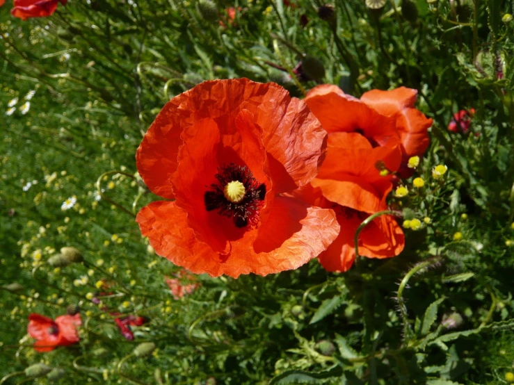 a close up of a red poppy in a field