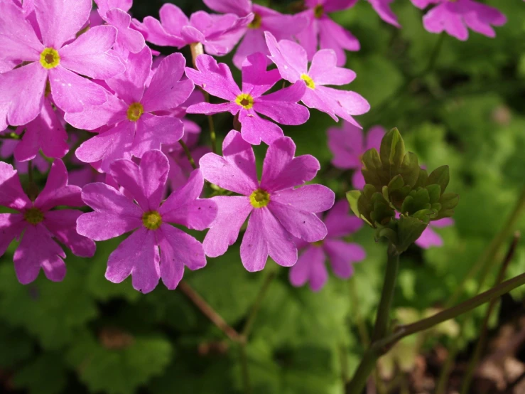 a cluster of pink flowers that are in the grass